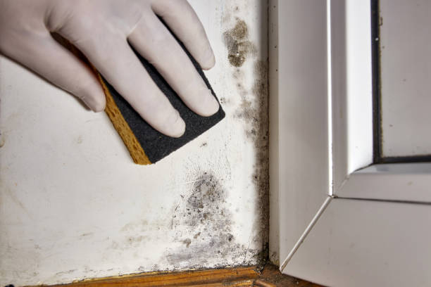 Professional Mold Removal in Appleton City, MO